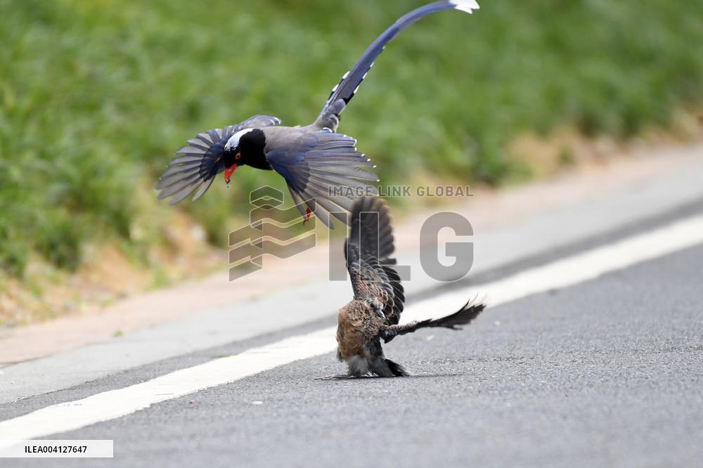 A Red-billed Blue Magpie Hunts An Underage Turtle Dove in Renhuai