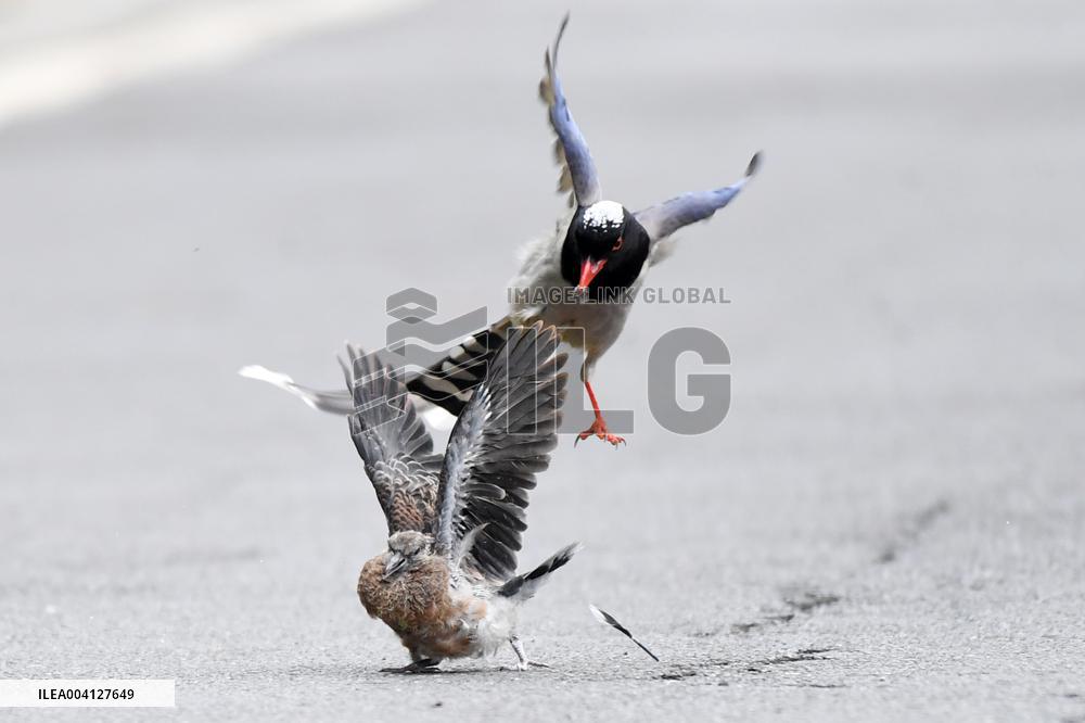 A Red-billed Blue Magpie Hunts An Underage Turtle Dove in Renhuai
