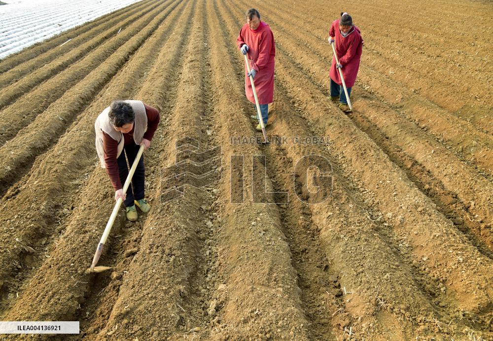 Spring Ploughing in Zaozhuang