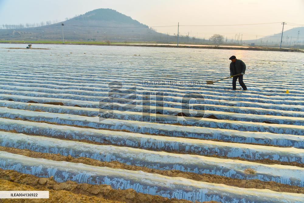 Spring Ploughing in Zaozhuang