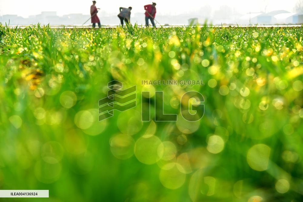 Spring Ploughing in Zaozhuang
