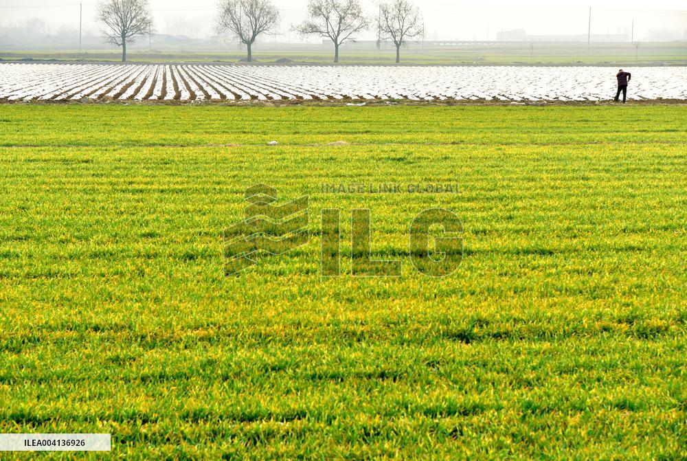 Spring Ploughing in Zaozhuang