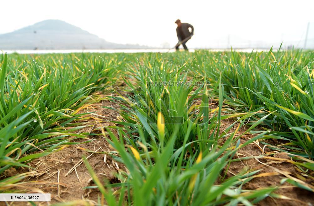 Spring Ploughing in Zaozhuang