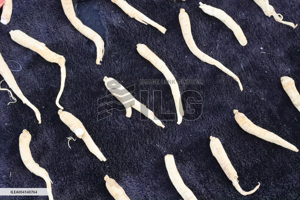 Ginseng