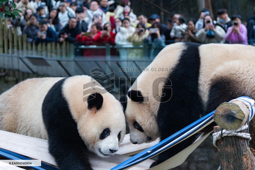 Chongqing Zoo Giant Panda