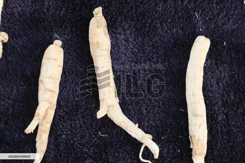 Ginseng