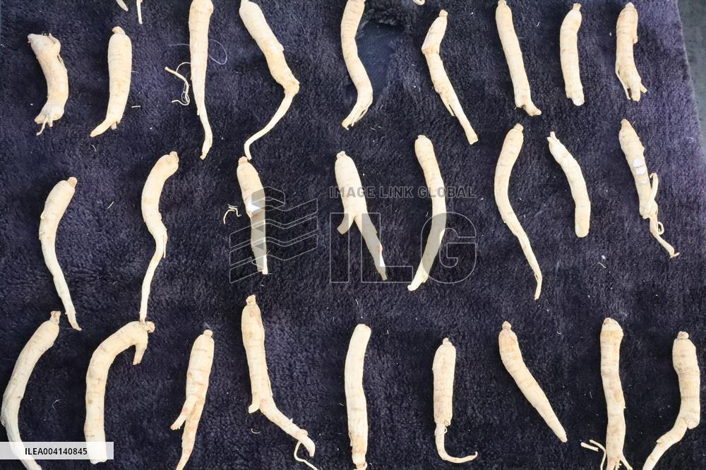 Ginseng
