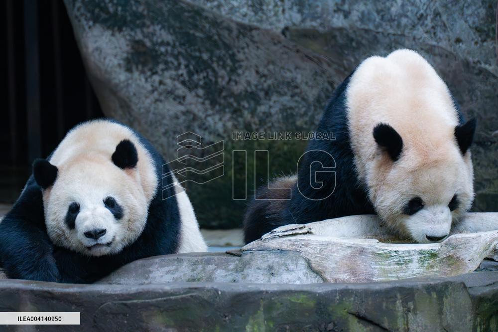 Chongqing Zoo Giant Panda