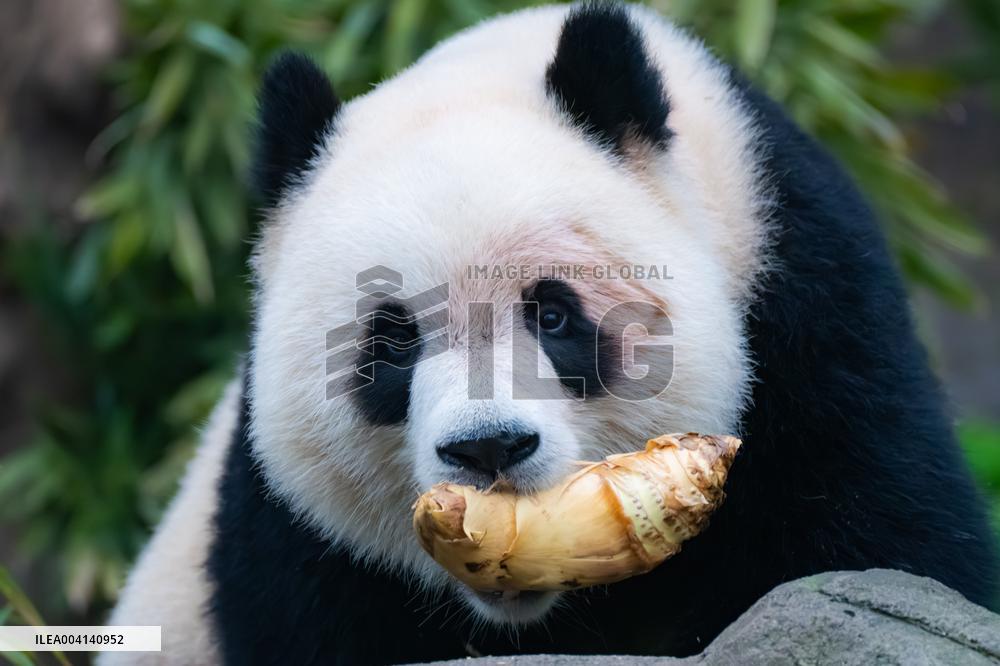 Chongqing Zoo Giant Panda