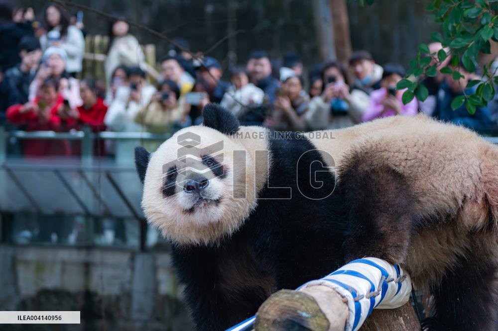 Chongqing Zoo Giant Panda