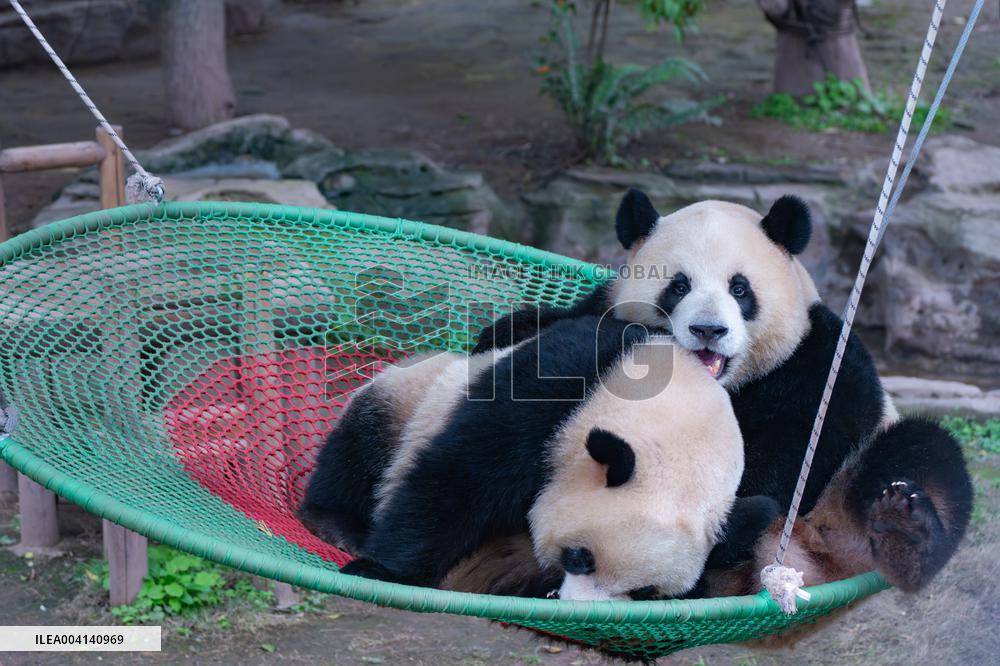 Chongqing Zoo Giant Panda