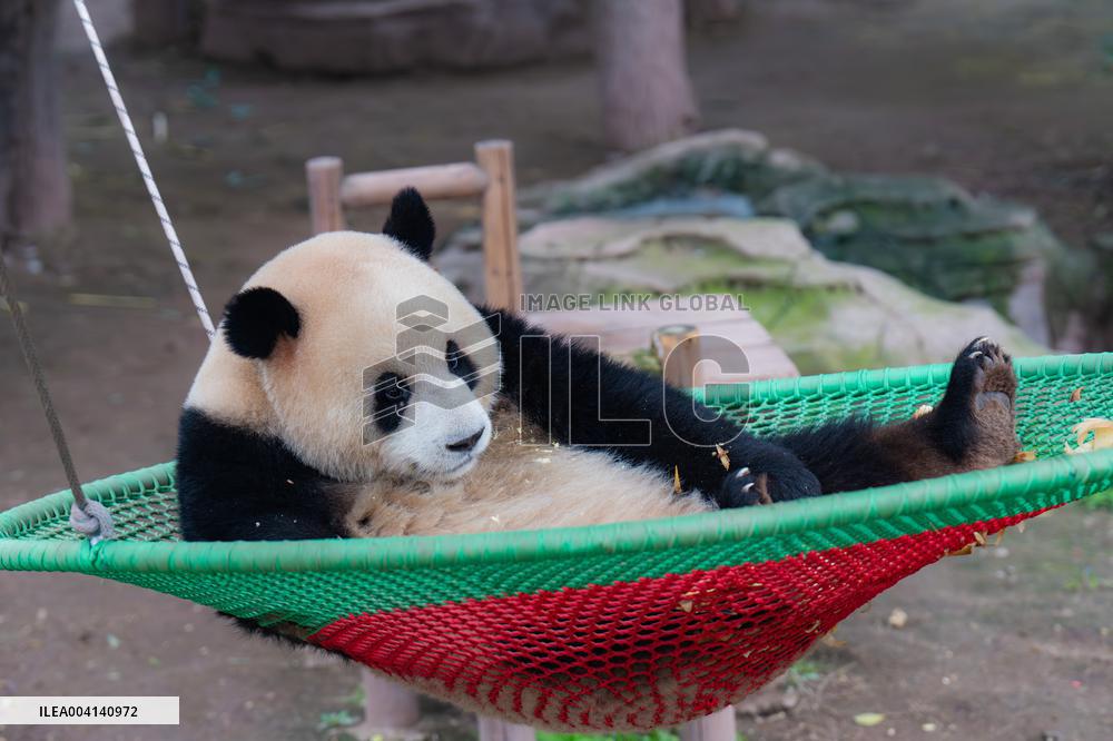 Chongqing Zoo Giant Panda