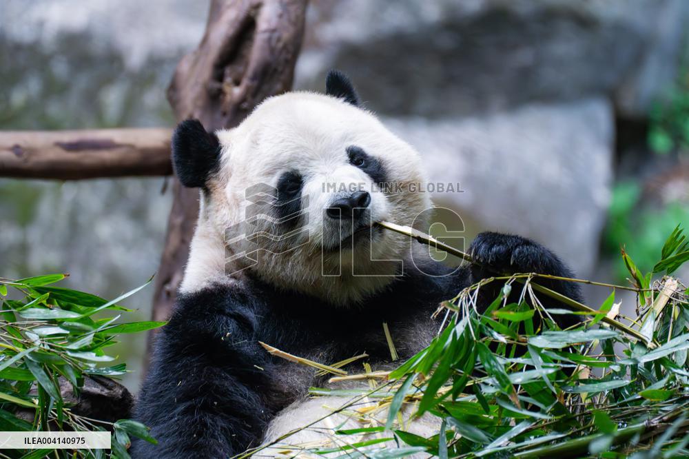 Chongqing Zoo Giant Panda