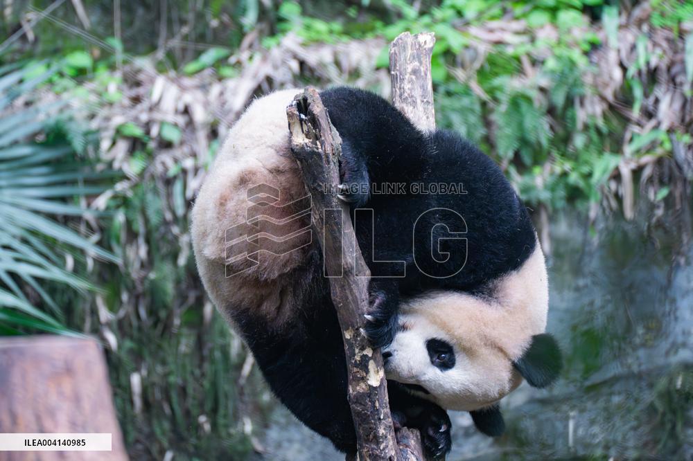 Chongqing Zoo Giant Panda
