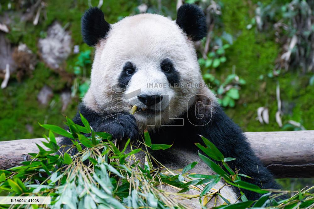 Chongqing Zoo Giant Panda
