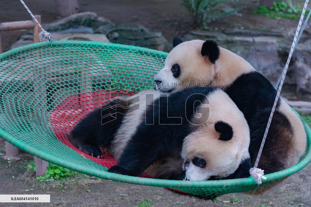 Chongqing Zoo Giant Panda