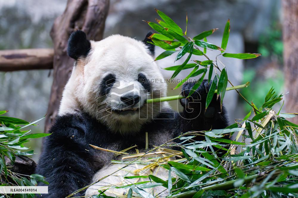 Chongqing Zoo Giant Panda