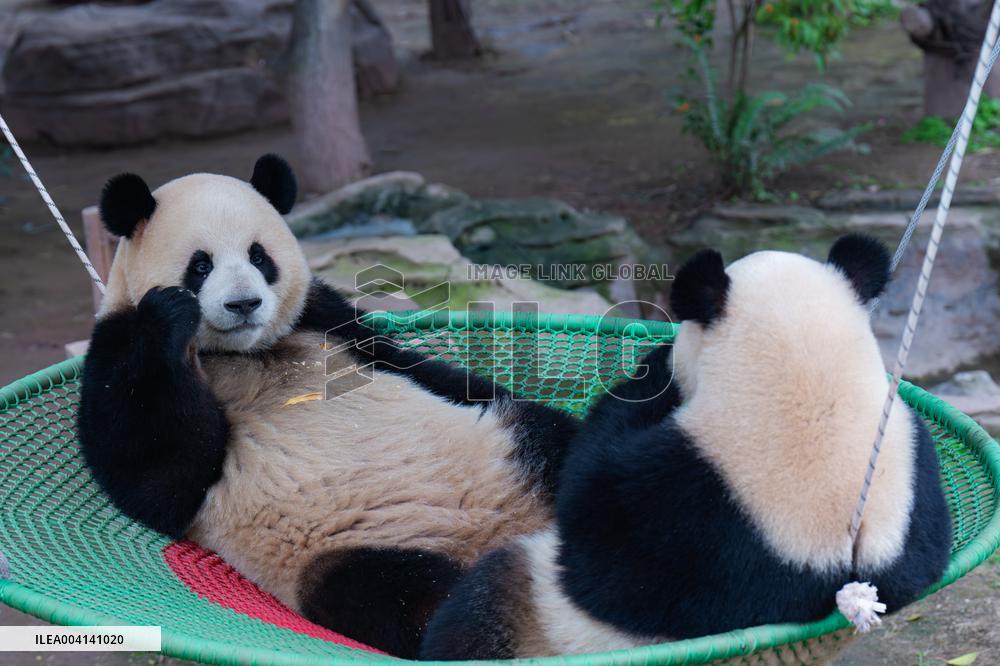 Chongqing Zoo Giant Panda