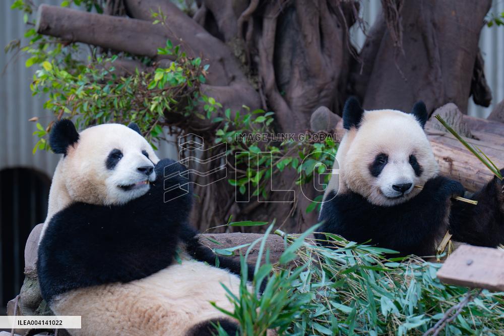 Chongqing Zoo Giant Panda