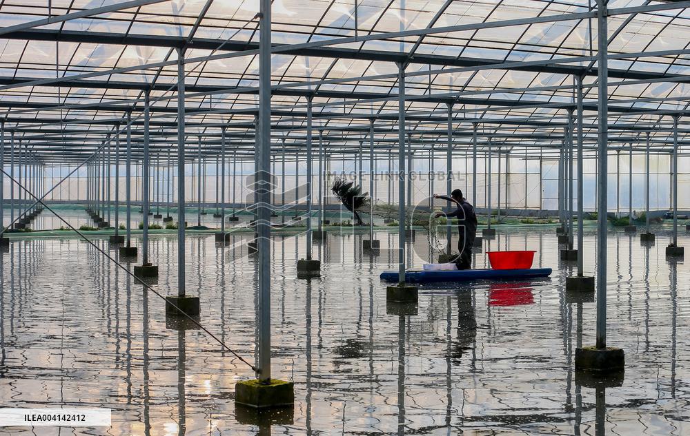 Crayfish Industry - China