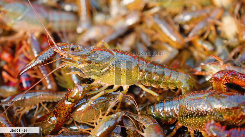 Crayfish Industry - China