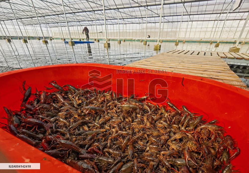Crayfish Industry - China