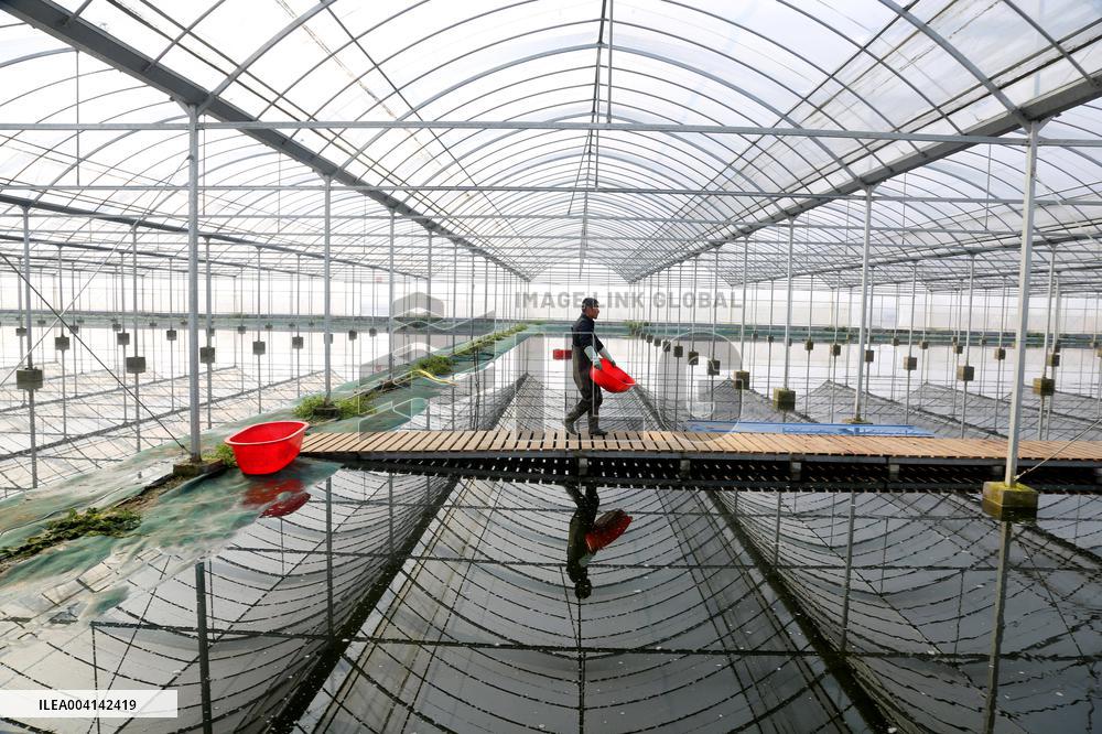 Crayfish Industry - China