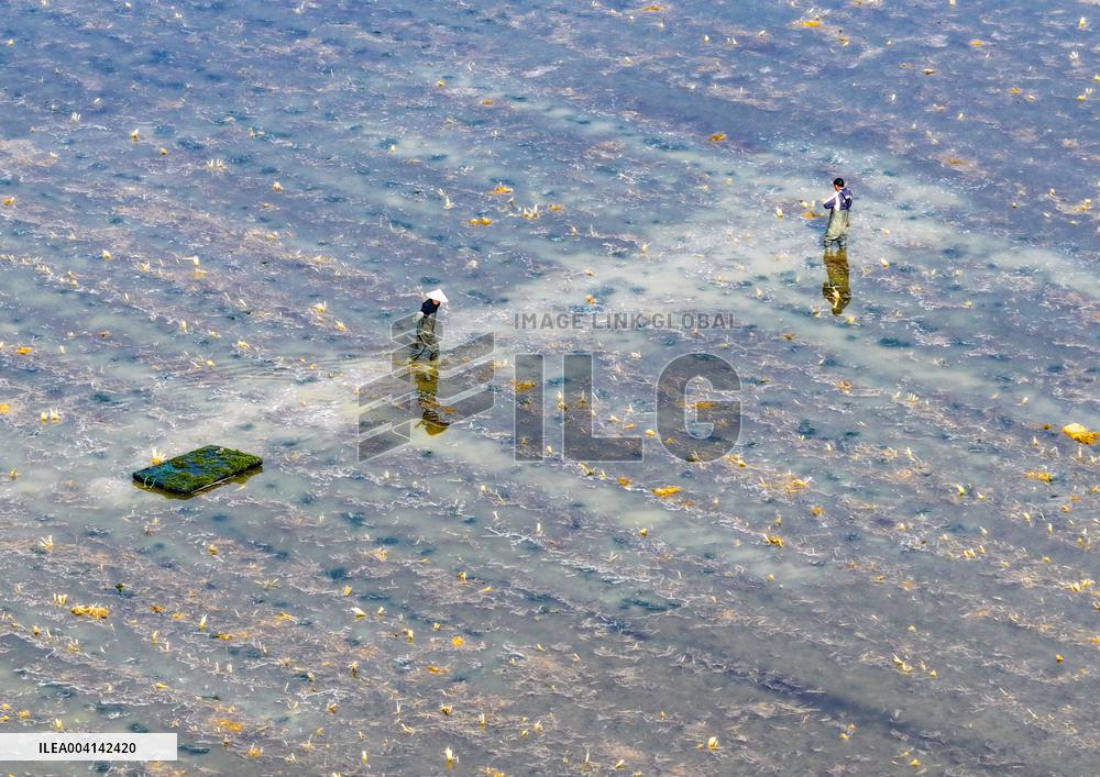 Crayfish Industry - China