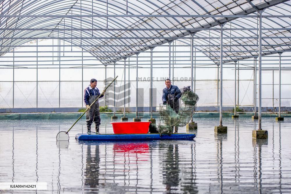 Crayfish Industry - China