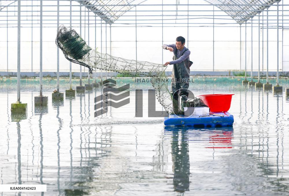Crayfish Industry - China