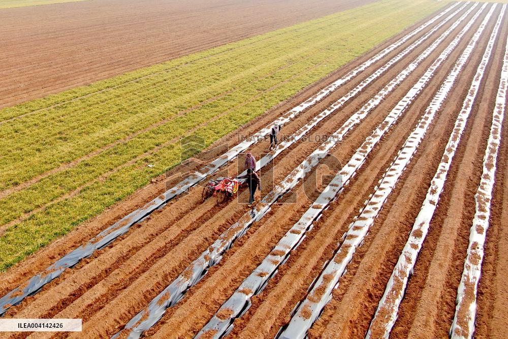 Spring Farming - China