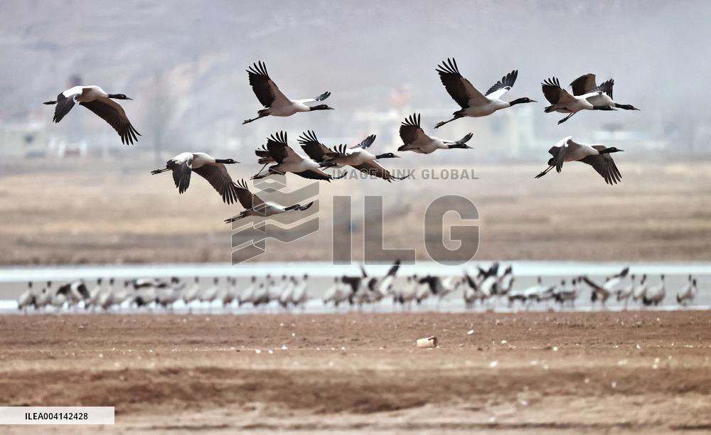 Black-necked cranes - Lhasa