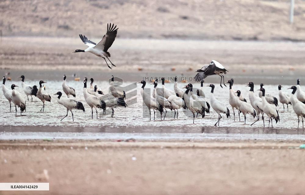 Black-necked cranes - Lhasa