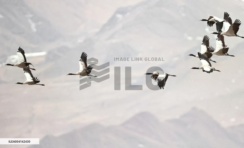 Black-necked cranes - Lhasa