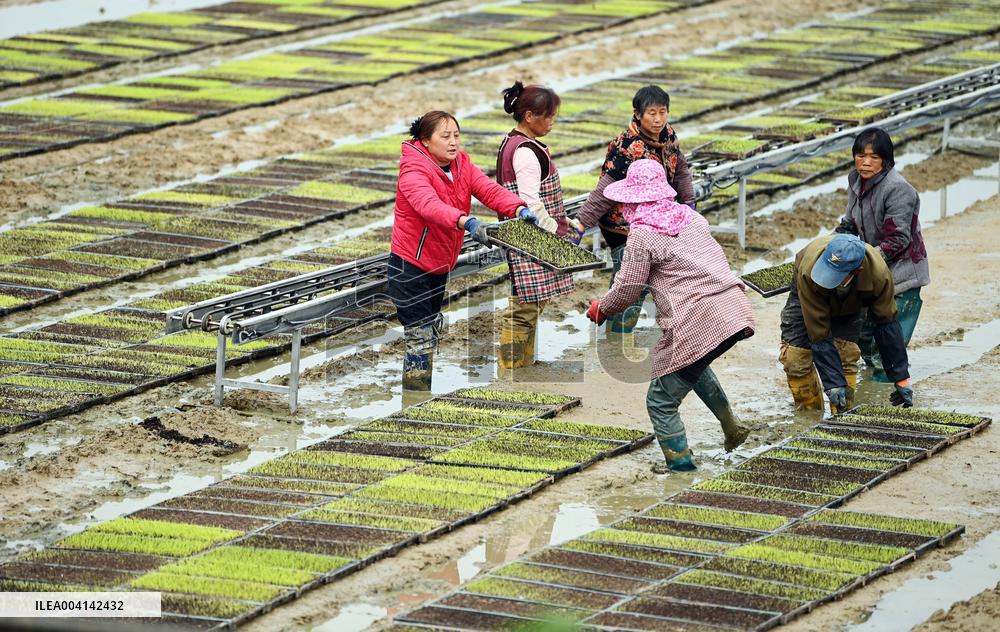 Spring Farming - China