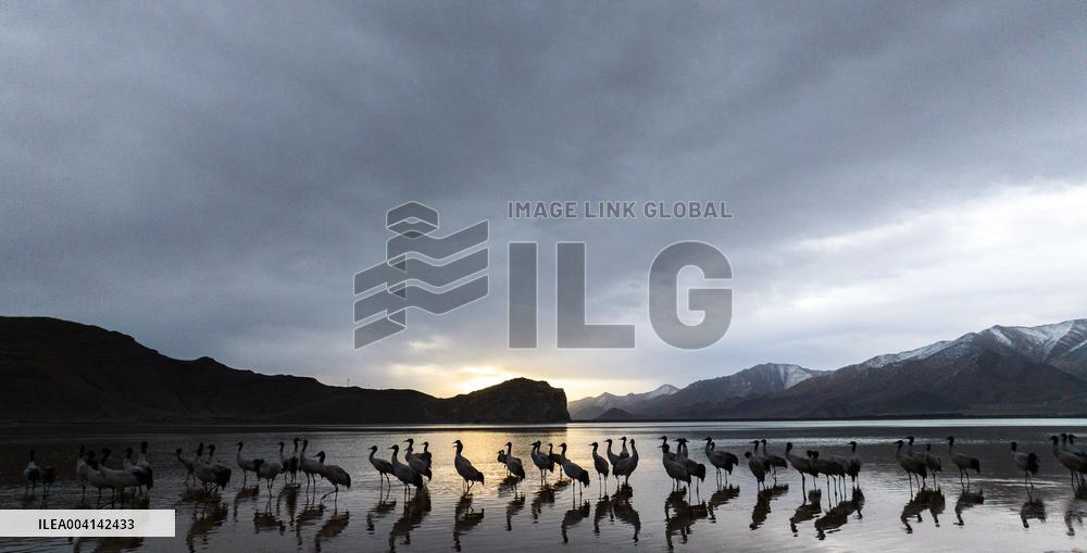 Black-necked cranes - Lhasa