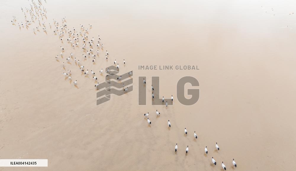 Black-necked cranes - Lhasa