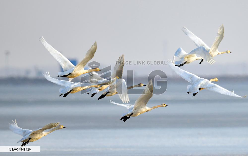 Swans at Reservoir in Hohhot