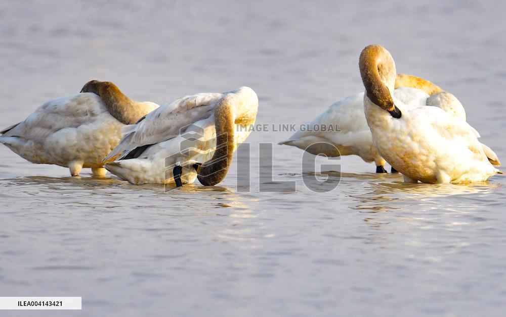Swans at Reservoir in Hohhot