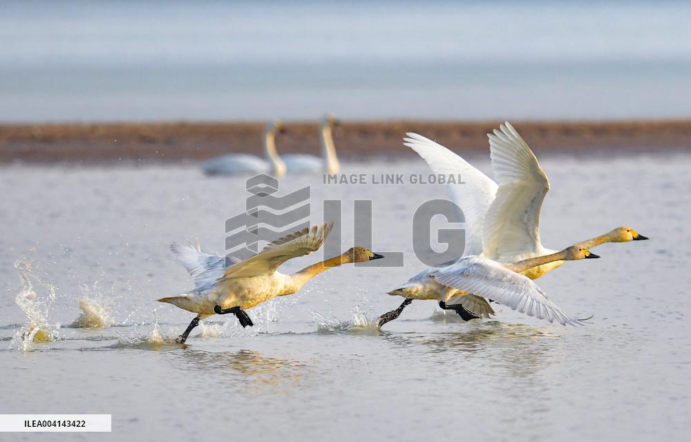 Swans at Reservoir in Hohhot