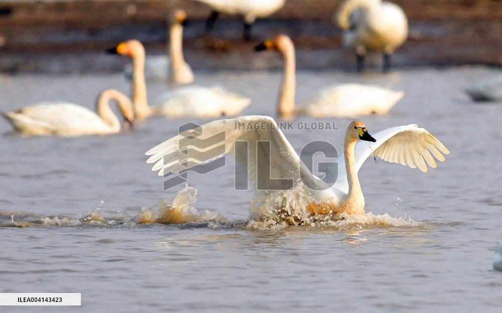 Swans at Reservoir in Hohhot