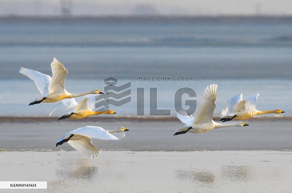 Swans at Reservoir in Hohhot
