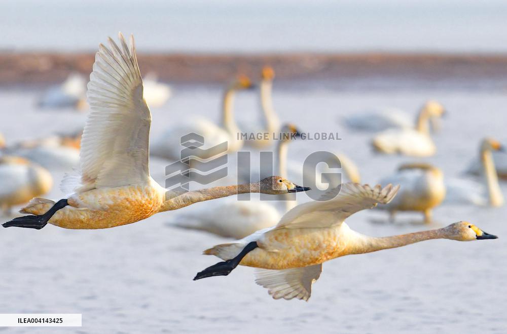 Swans at Reservoir in Hohhot