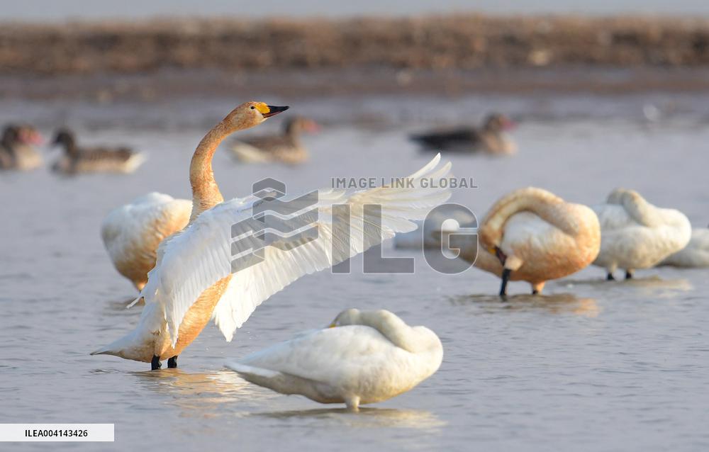 Swans at Reservoir in Hohhot