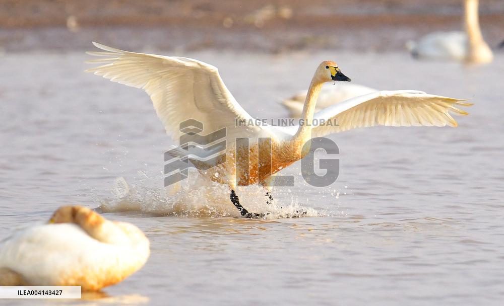 Swans at Reservoir in Hohhot