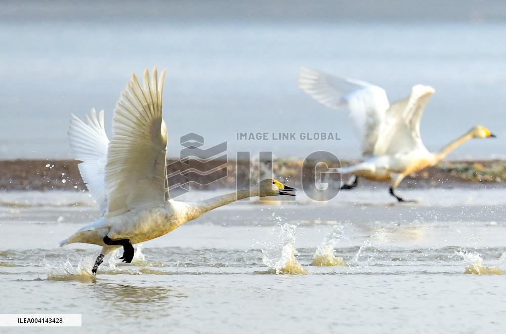 Swans at Reservoir in Hohhot