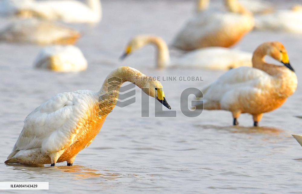 Swans at Reservoir in Hohhot