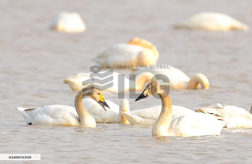 Swans at Reservoir in Hohhot