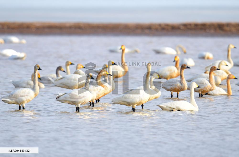 Swans at Reservoir in Hohhot