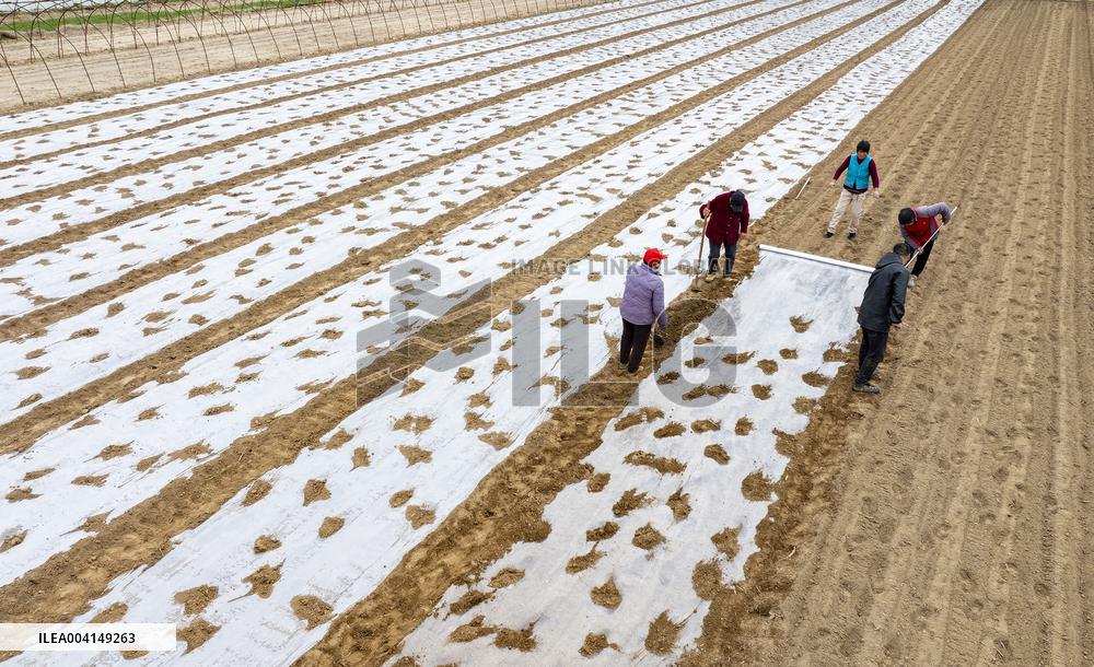 Farmers Sow Edamame in Suqian